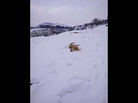 Сабачи бой Барс чем пиён 2015 и 2016 в Таджикистане в лёхкам весе