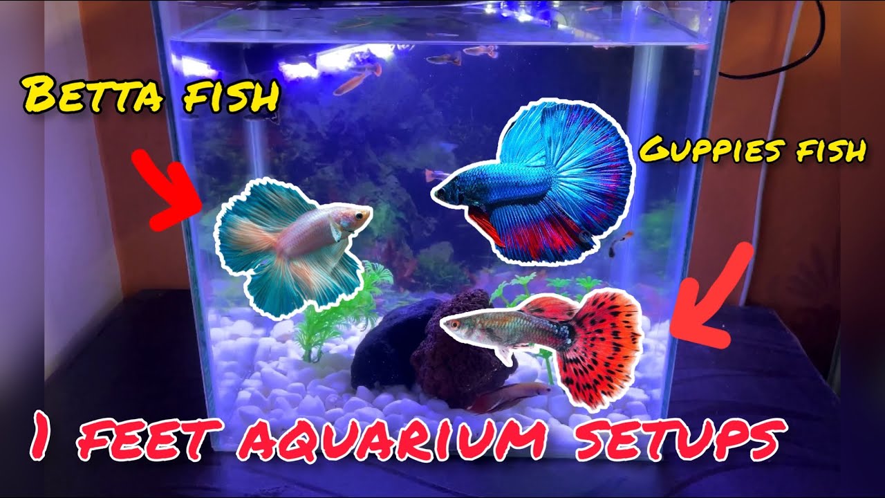How to setup 1 feet aquarium tank guppy fish tank setup guppyfish 