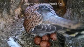 Kestrel Lays Eggs #3 #4 & #5 | Discover Wildlife | Robert E Fuller