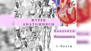 картинка: ЖҮРЕК АНАТОМИЯСЫ | ГЕМОДИНАМИКА | ЖҮРЕК АҚАУЛАРЫ