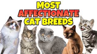 TOP 10 MOST Affectionate Cat Breeds That Crave Attention ❤️