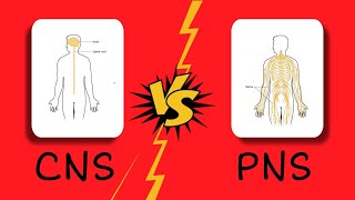 DIFFERENCE BETWEEN CENTRAL AND PERIPHERAL NERVOUS SYSTEM (CNS & PNS)