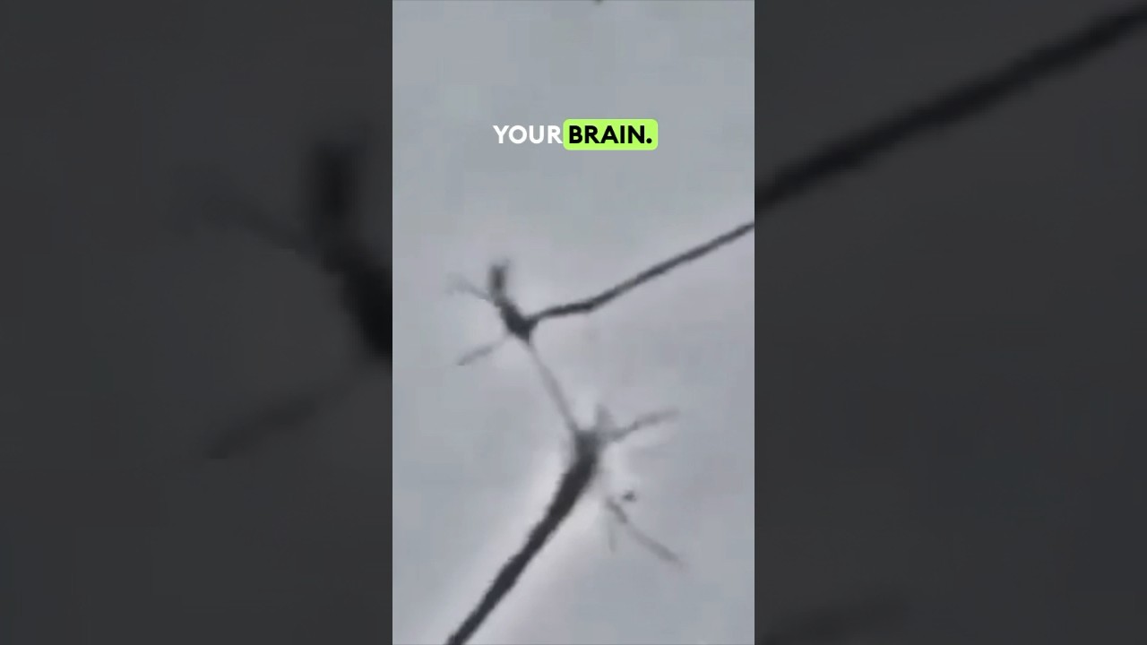 Brain Cells Connecting Under The Microscope! 🧠 🔬 