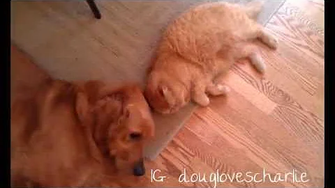 Watch the video about Douglovescharlie