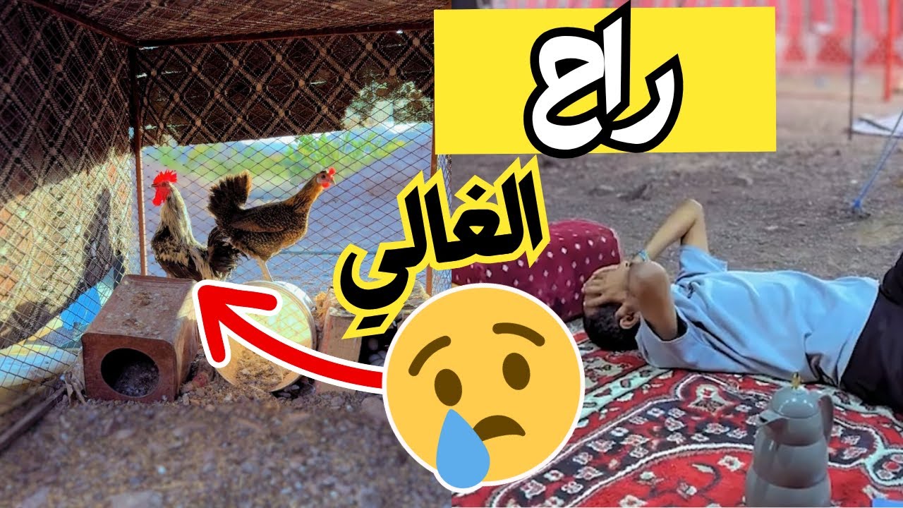 طبخ ديك نادر عزيز عليه بدون مايدري 😱💔🐓 (انصدم!)