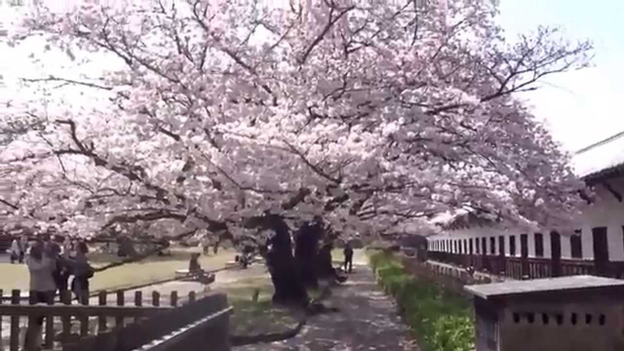 ６ １福岡城 舞鶴公園桜まつり風景 さくら満開綺麗です Youtube
