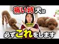 【獣医が警告】犬がこの仕草をしていたら要注意