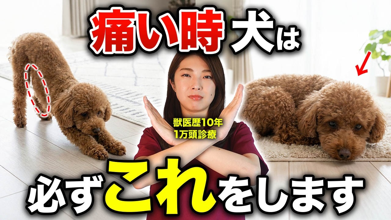 【獣医が警告】犬がこの仕草をしていたら要注意