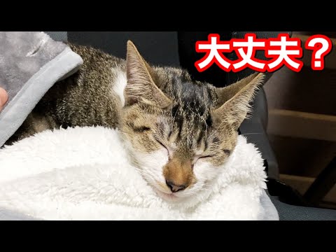 全力で遊んでグッタリする子猫がこちら