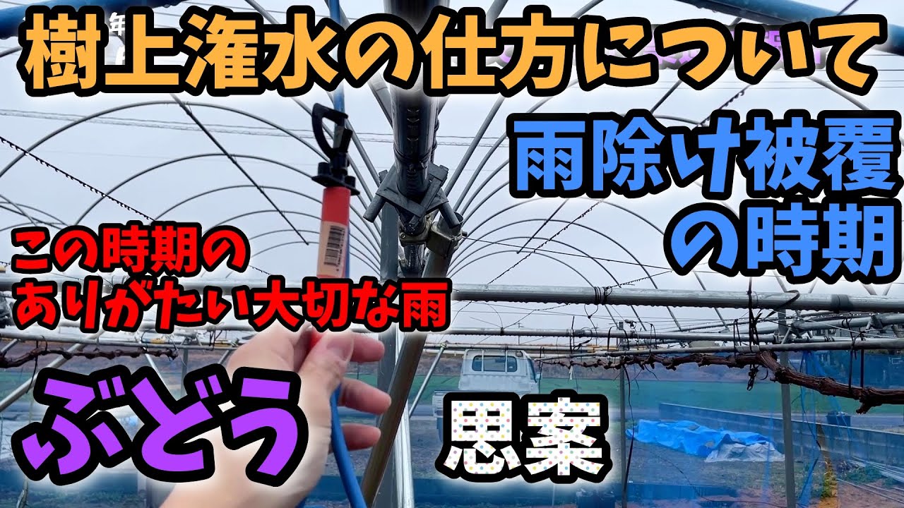 【ぶどう🍇】ビニール被覆と樹上潅水の時期と方法について思案【120回目】佐賀県吉野ヶ里町でシャインマスカットなど果樹栽培日誌
