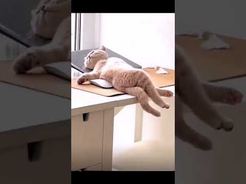 Masada güneşlenen kedi