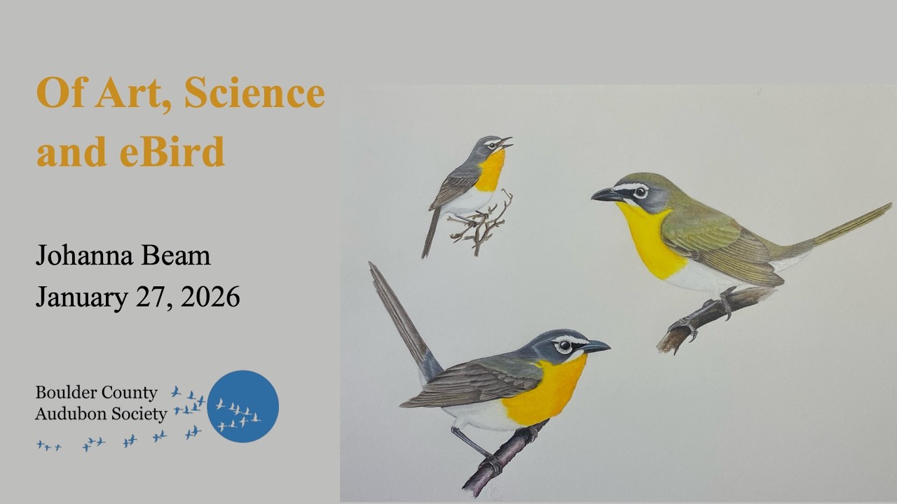 Of Art, Science, and eBird - Johanna Beam, January 27, 2026