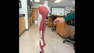 Lab 16: Leg Muscles - Part III