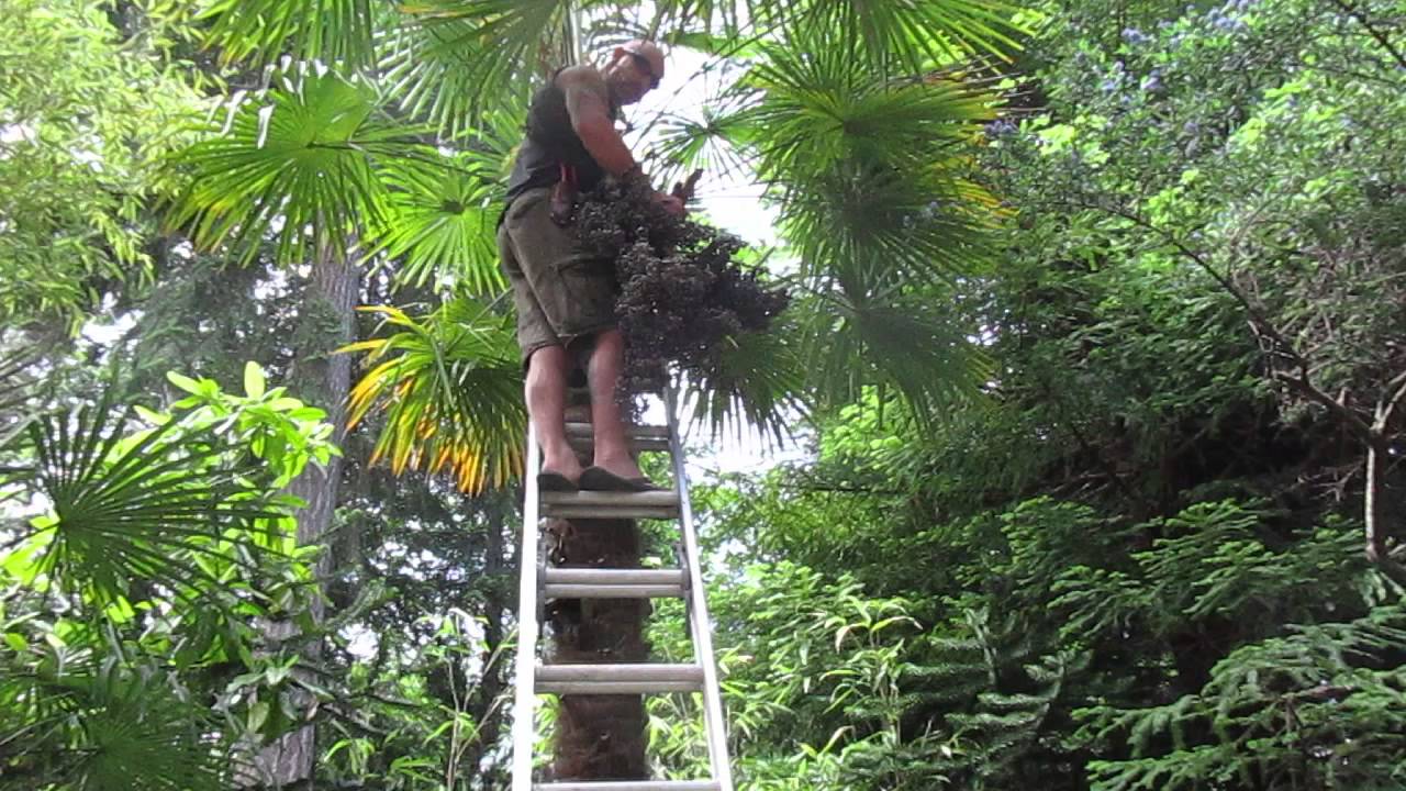 Harvesting Palm Seeds in Canada