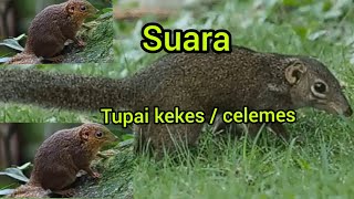 Tupai kekes / celemes,suara keras bersih