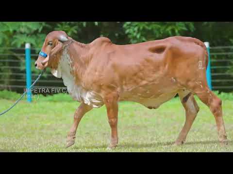 LOTE 07   BASA 3191   IMAGEM FIV DO BASA