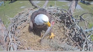 SWFL Eagles ~ M15 Is The BEST! Delivers Fish Gift & Leaves On Nest 5 HOURS For F23! Mating 💕 11.2.25