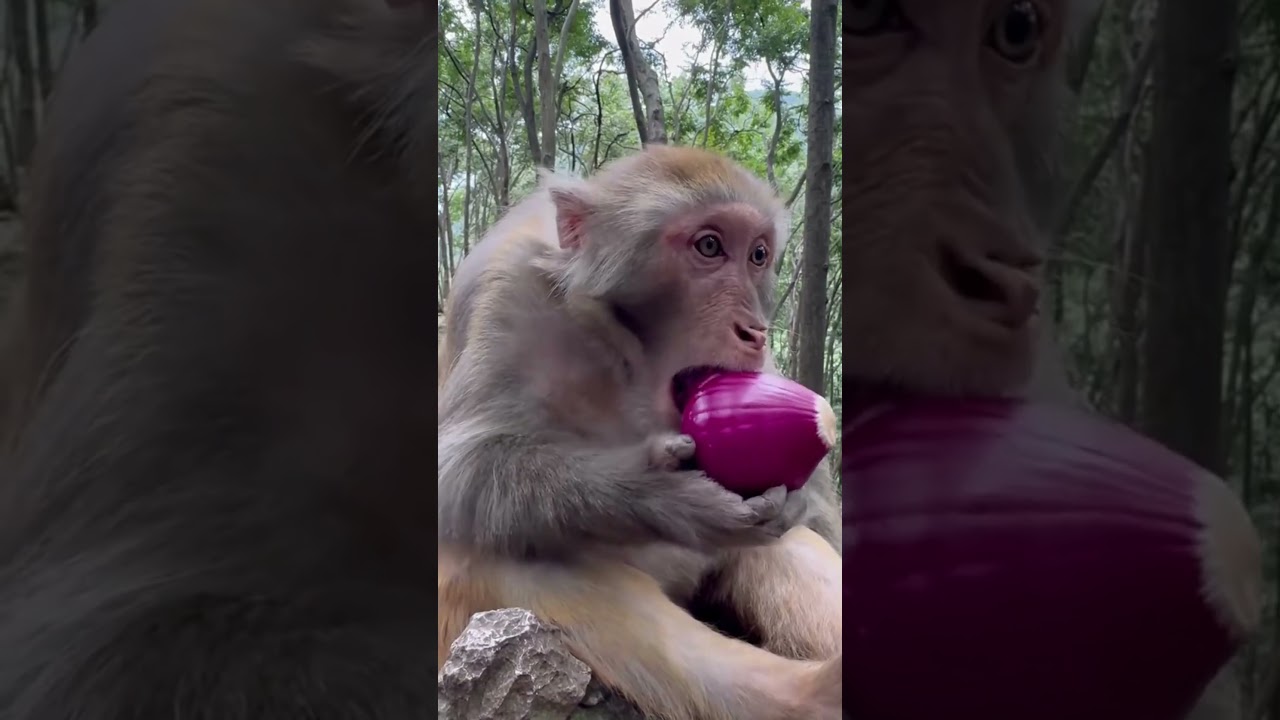 More Hilarious Primate Antics! 