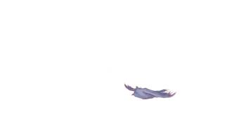 Bird Flap Test Four