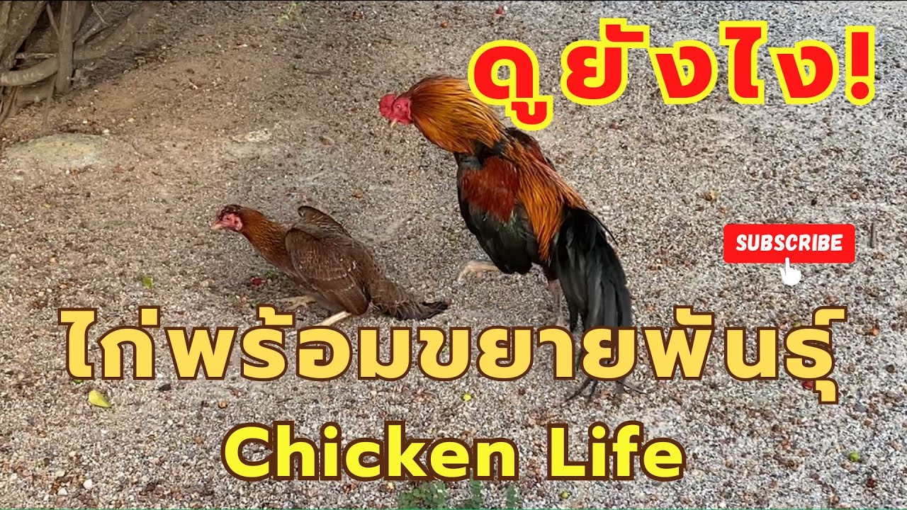 ไก่สืบพันธุ์อย่างไร  มือใหม่ต้องรู้  EP.388 How do chickens reproduce