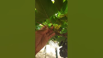Phương pháp ngắt ngọn cành nho #grape #nho #nhoninhthuận #anhhainho