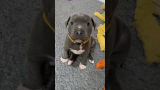 Skyes Secret Weapon Those Big Blue Puppy Dog Eyes