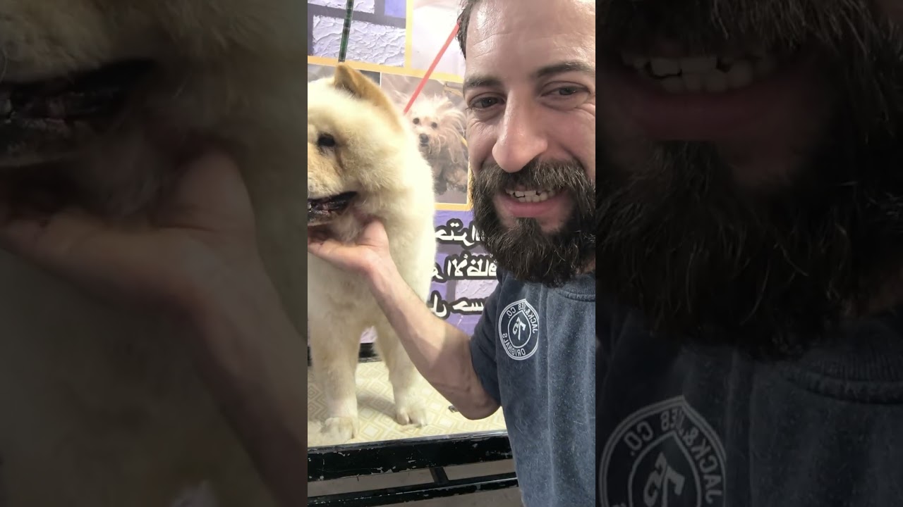 تسريح شعر كلب الشاوشاو