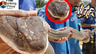 TOP 7 PINAKA MALAKING KING COBRA NA NAHULI NG MGA TAO | Cobra Facts Amazing Moment