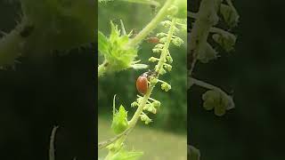 Tan Lady Beetle No Spots Coleoptera Insects Nature Bugs