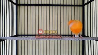 Kenari Af Gacor | Kicauan Aduhaaay si Kenari 'Nutrisari' 👌🏿