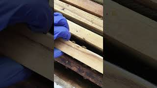 #combhoney #farmerslife #honey #beekeeping #uttarakhandhoney