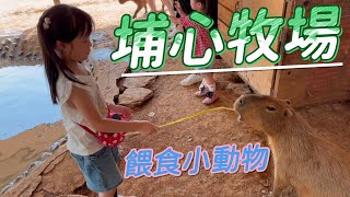 Half-Day Adventure at Puxin Ranch, Taoyuan | Meet Capybaras, Sika Deer \& Alpacas