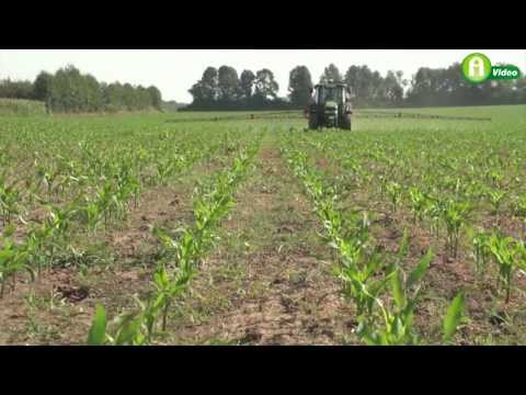 Videó: Kukorica Palánták Fuzáriumfoltja