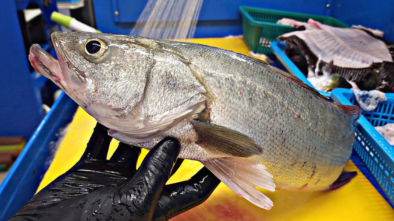 농어!? 당분간 판매중단하는걸로... sea bass YouTube
