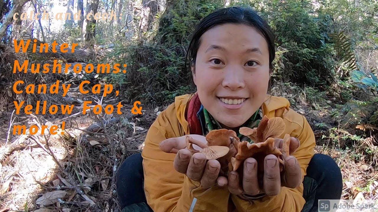【Candy Cap】Winter mushroom foraging Northern California: Candy Cap, Yellow Foot & Saffron Milkcap!