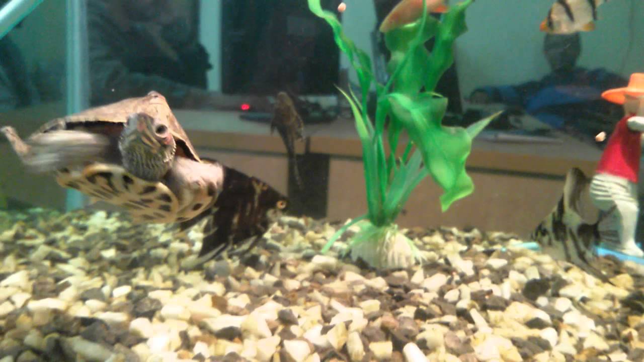 fish and tortoise aquarium