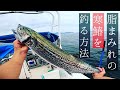 こんなサワラ見たことないぞ‥‥。