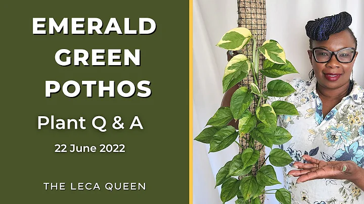 Your indoor plant QUESTIONS answered | Q & A 22 Ju...