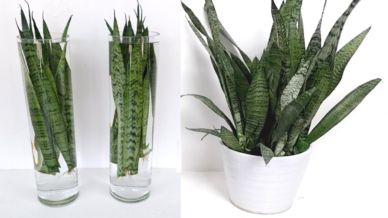 How To Make An Indoor Tabletop Snake Plant Water Garden At Home YouTube How To Make An Indoor Tabletop Snake Plant Water Garden At Home YouTube