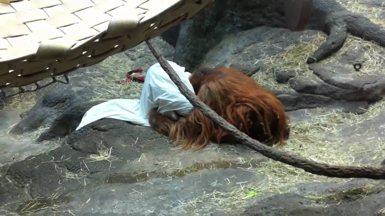 Monkeys at St Louis Zoo - YouTube