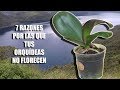 7 Razones por las que tus Orquídeas NO FLORECEN || Orquiplanet