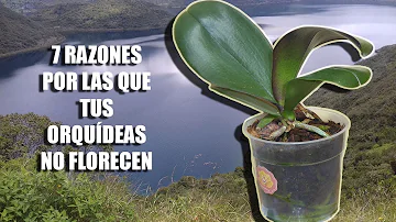 ¿Qué provoca la floración de una orquídea?