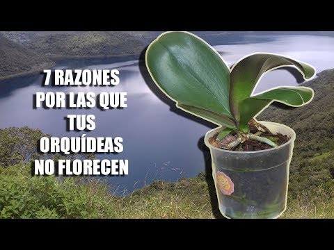Video: Cómo Hacer Que Una Orquídea Florezca Lujosamente