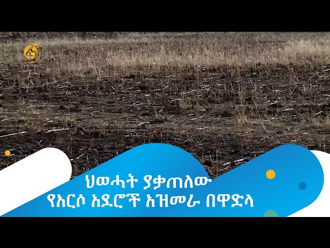 ህወሓት ያቃጠለው የአርሶ አደሮች አዝመራ በዋድላ