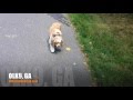 Off Leash Heeling with Kids Everywhere! | Cocker Spaniel | Best Atlanta Dog Trainers Off Leash Heeling with Kids Everywhere! | Cocker Spaniel | Best Atlanta Dog Trainers