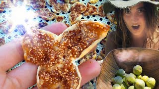 so help me figodess ~ how to sun-dry figs ~ unshaming figs part2