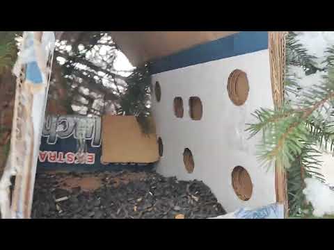Bird feeder in 5 minutes.