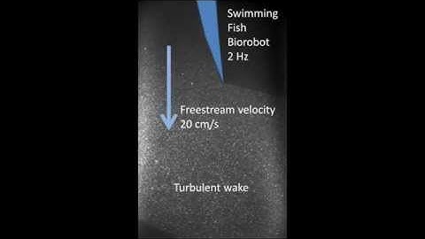 FishView: Hydrodynamic Imaging of a Turbulent Wake