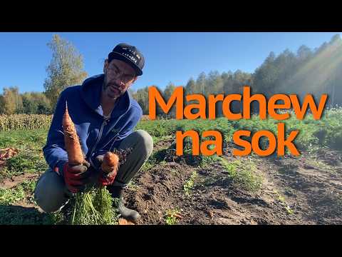How to Sow Large Carrots for Juice
