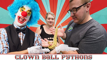 Our Clown Ball Python Project